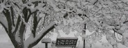 2010blizzard