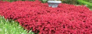 field-of-flowers